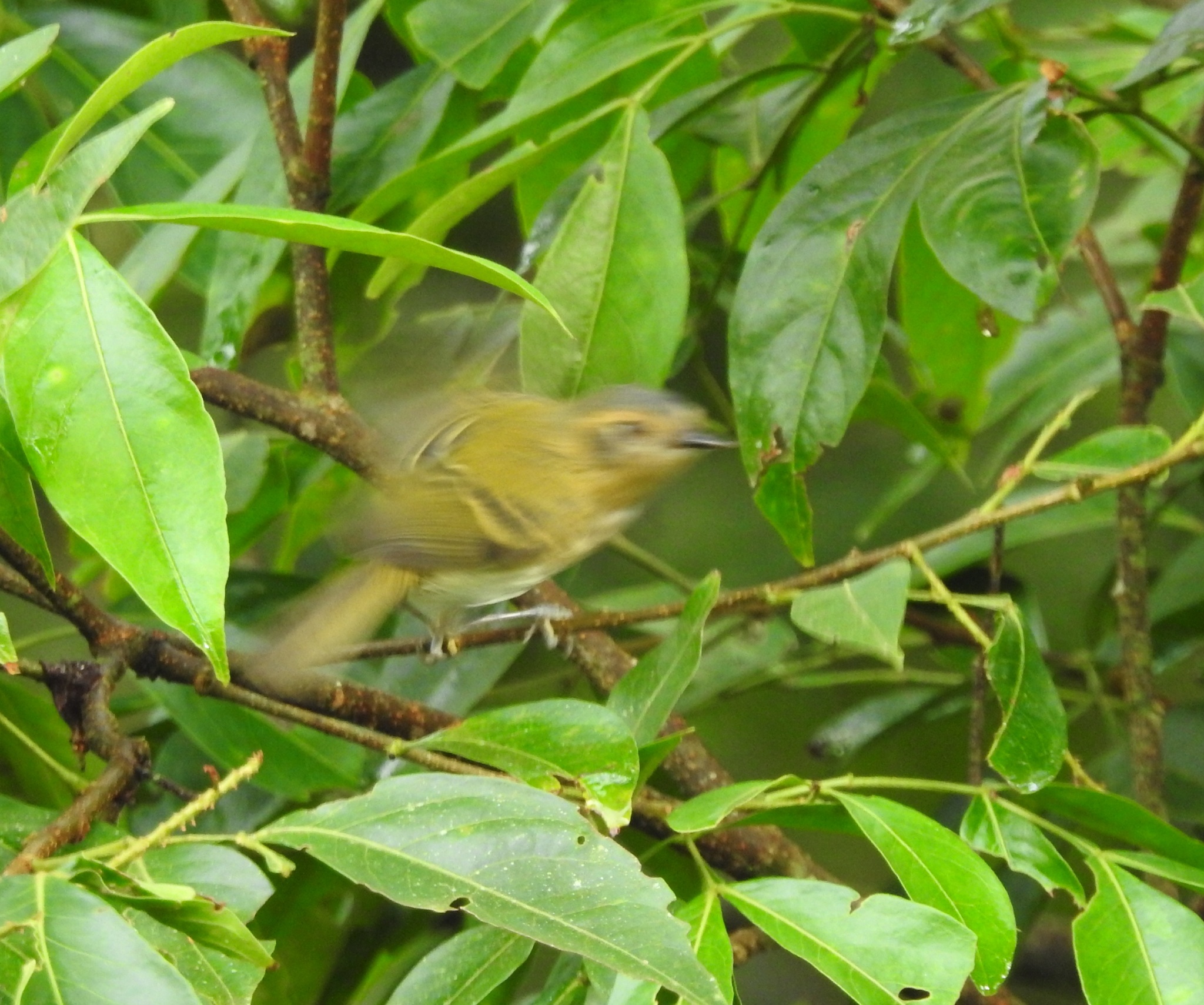 Ochre-faced Tody-Flycatcher (Poecilotriccus plumbeiceps), photo 1