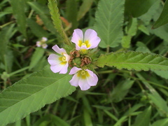 Melochia corchorifolia