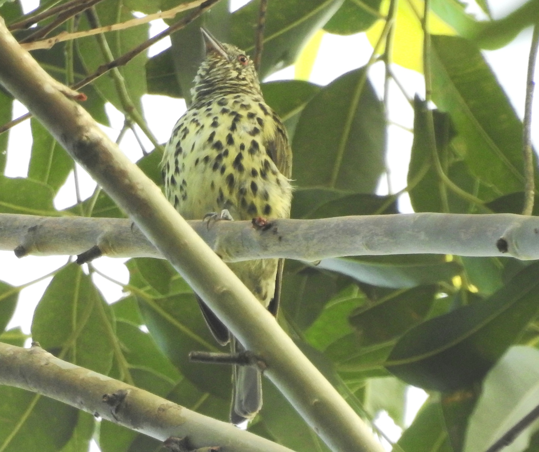 Sharpbill (Oxyruncus cristatus), photo 1