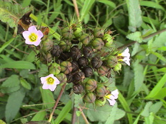 Melochia corchorifolia