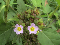 Melochia corchorifolia