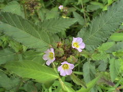 Melochia corchorifolia