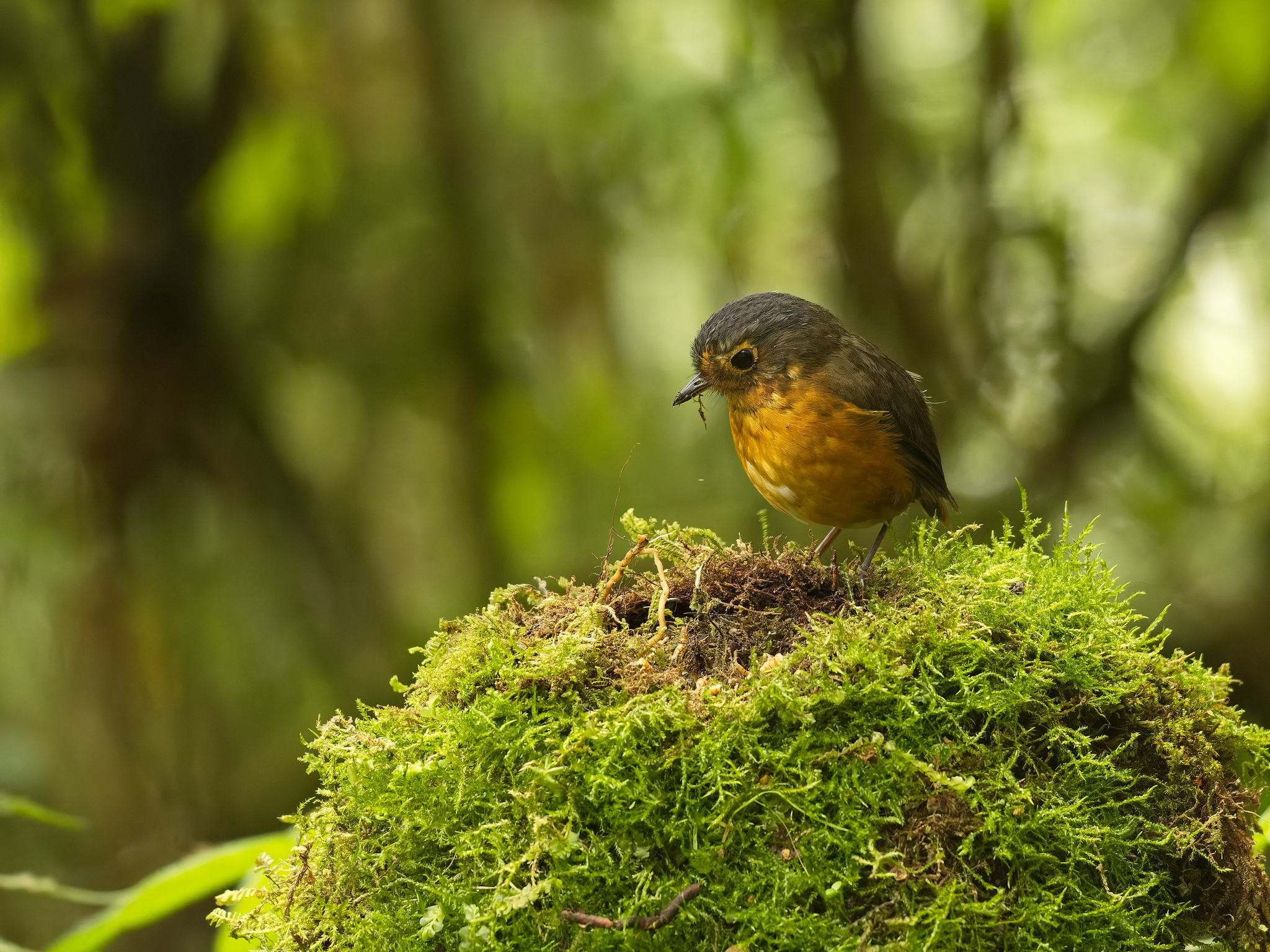 Slaty-crowned Antpitta (Grallaricula nana), photo 1