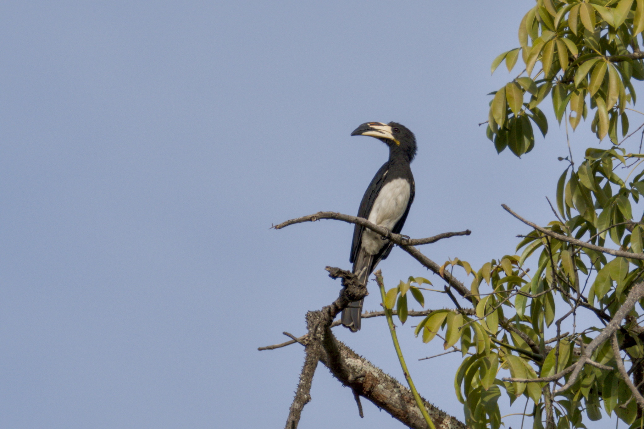 Congo Pied Hornbill (Lophoceros fasciatus), photo 1