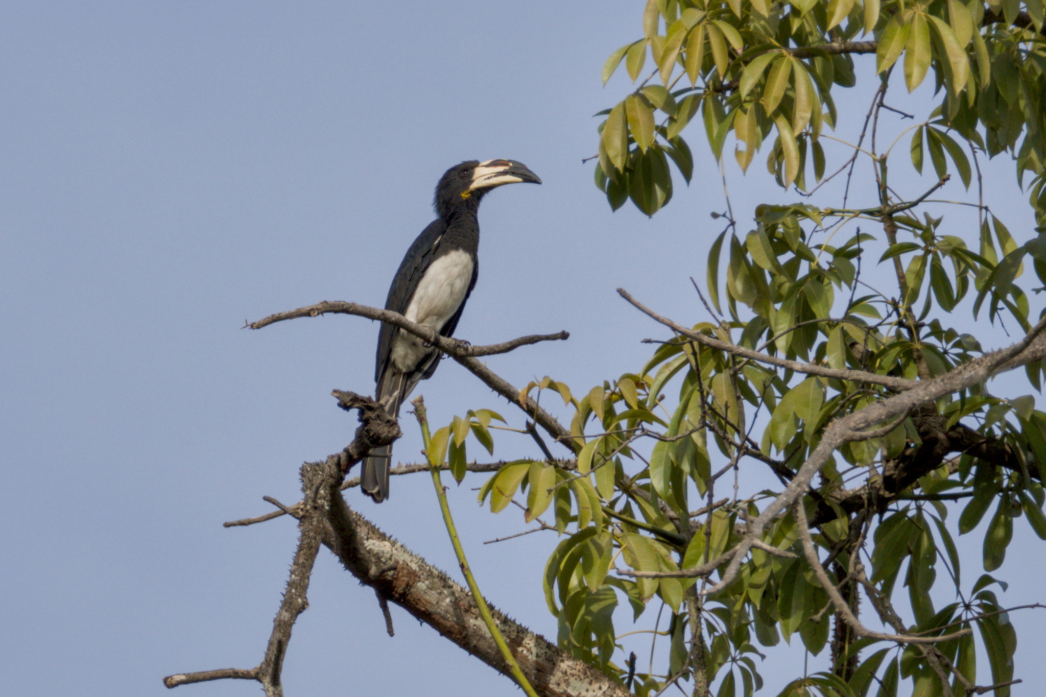 Congo Pied Hornbill (Lophoceros fasciatus), photo 2