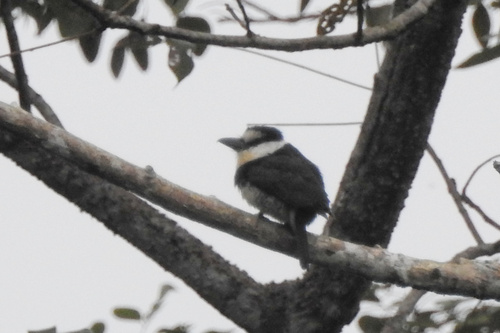 White-necked Puffbird (Notharchus hyperrhynchus)