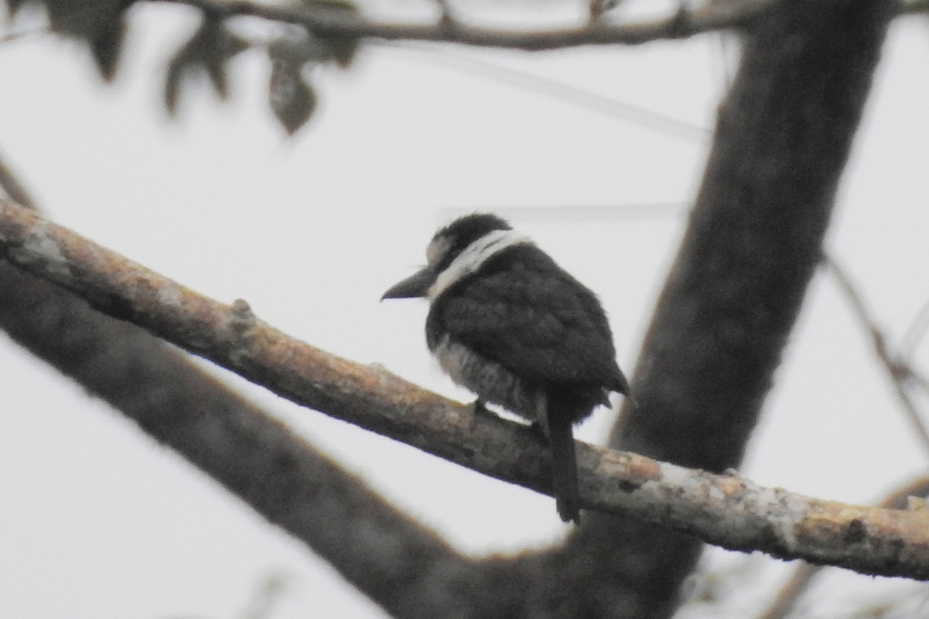 White-necked Puffbird (Notharchus hyperrhynchus), photo 2