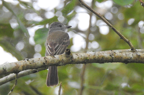 Panama Flycatcher (Myiarchus panamensis), photo 6