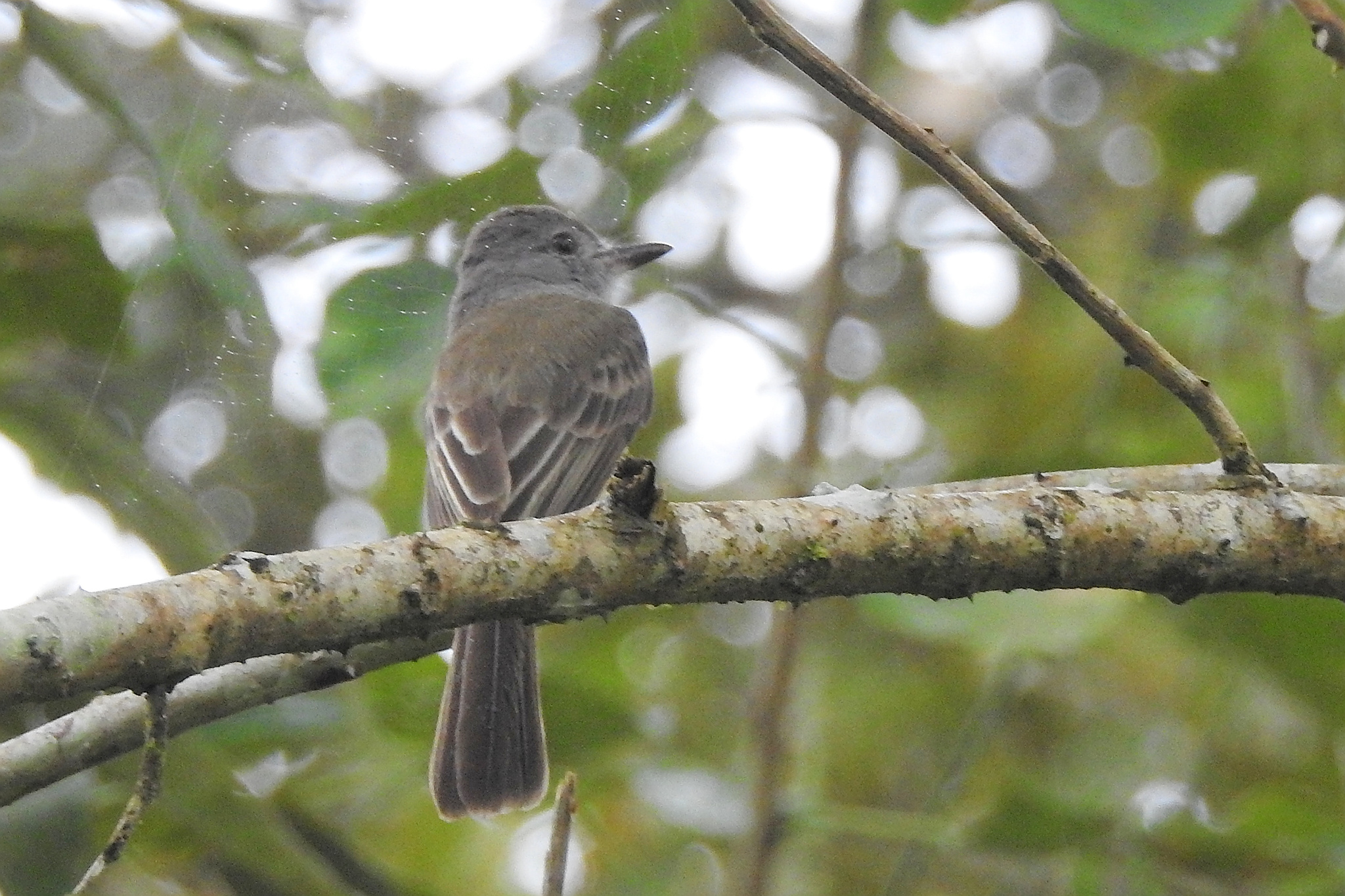 Panama Flycatcher (Myiarchus panamensis), photo 6