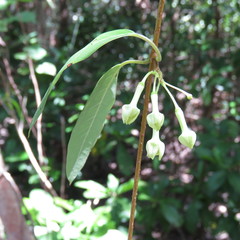 Gymnanthera oblonga