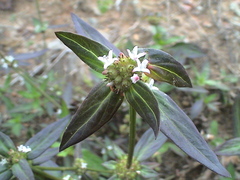 Spermacoce ocymoides