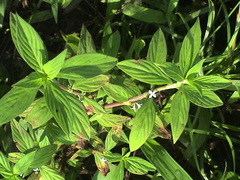 Spermacoce latifolia