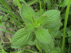 Spermacoce latifolia