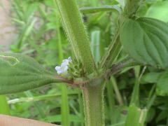 Spermacoce latifolia