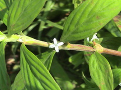 Spermacoce latifolia