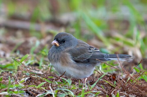 Dark-eyed Junco photographed in Louisiana