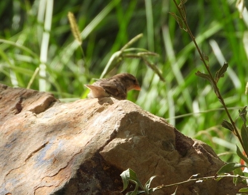 Southern House Wren