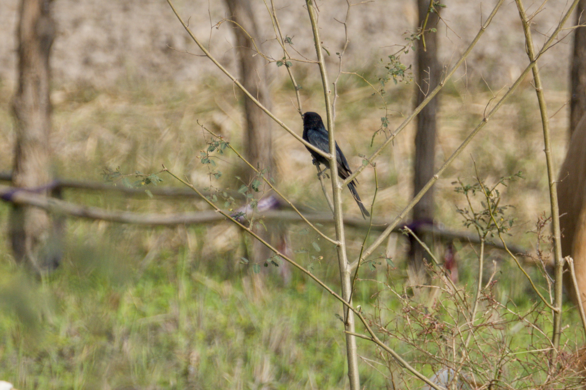 Fork-tailed Drongo (Dicrurus adsimilis), photo 3