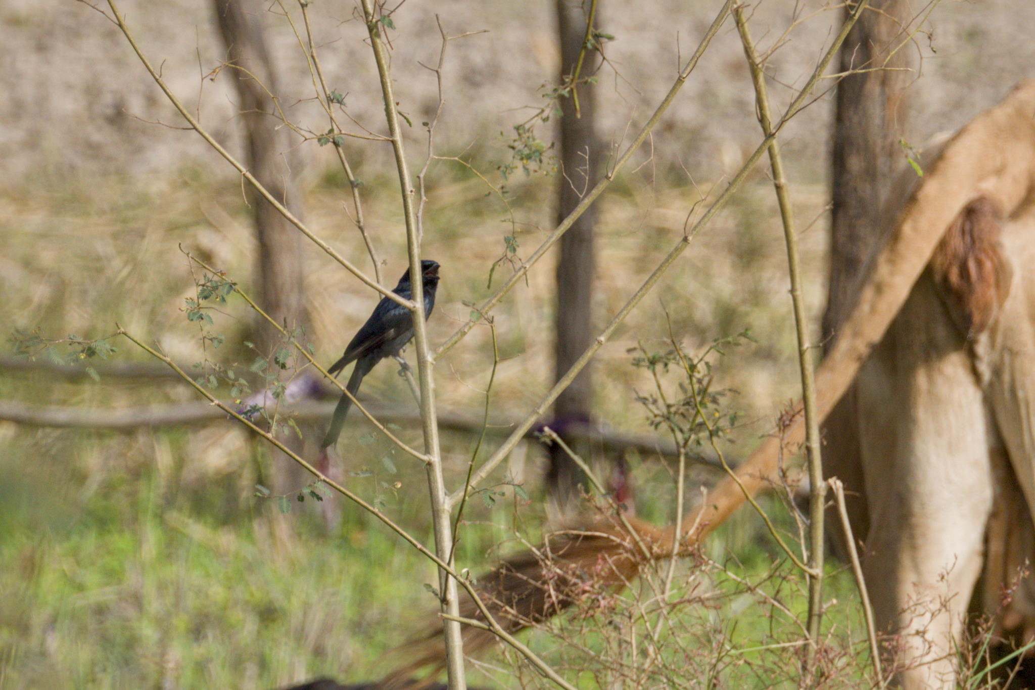 Fork-tailed Drongo (Dicrurus adsimilis), photo 7