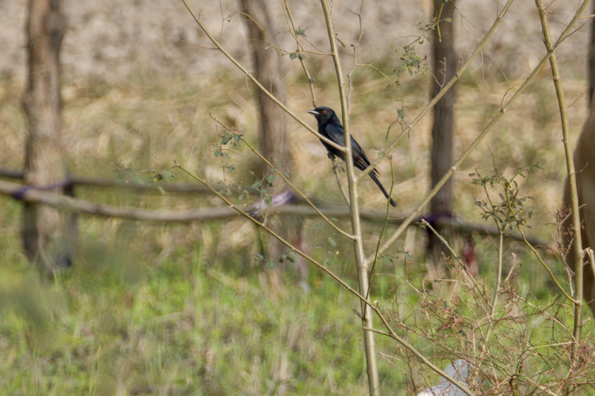 Fork-tailed Drongo (Dicrurus adsimilis), photo 2