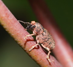 Rhinaria tragocephala