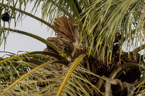 Senegal Parrot (Poicephalus senegalus), photo 3