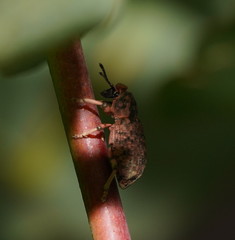 Rhinaria tragocephala