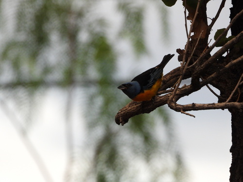 Blue-and-yellow Tanager