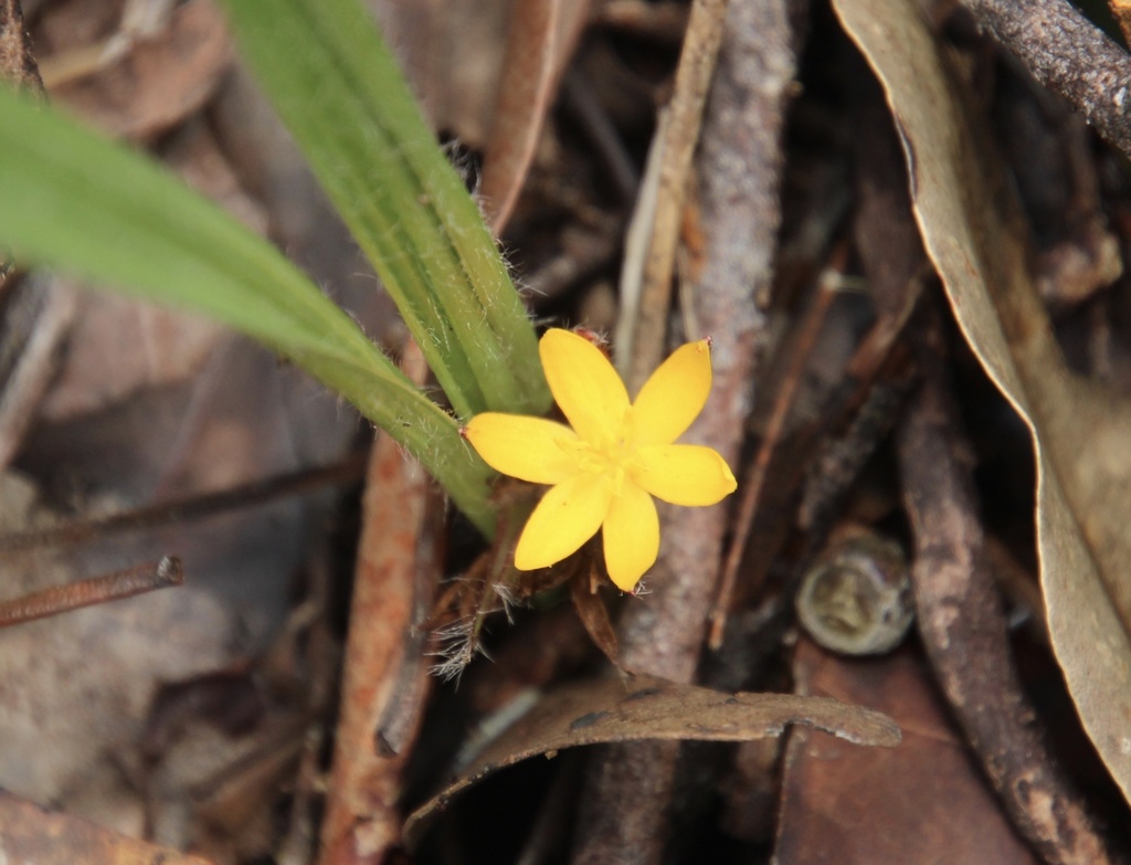 Curculigo ensifolia