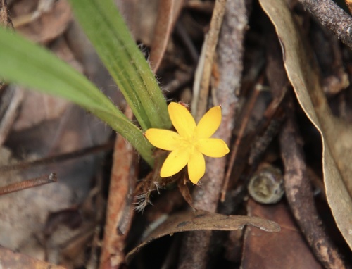 Curculigo ensifolia R.Br.