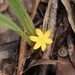 Curculigo ensifolia - Photo (c) toohey-forest-wildlife,  זכויות יוצרים חלקיות (CC BY-NC), הועלה על ידי toohey-forest-wildlife