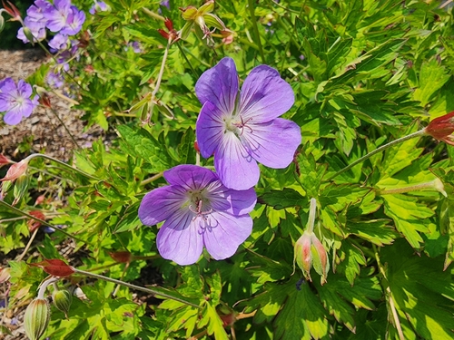 Purple-vein geranium (Geranium wallichianum)
