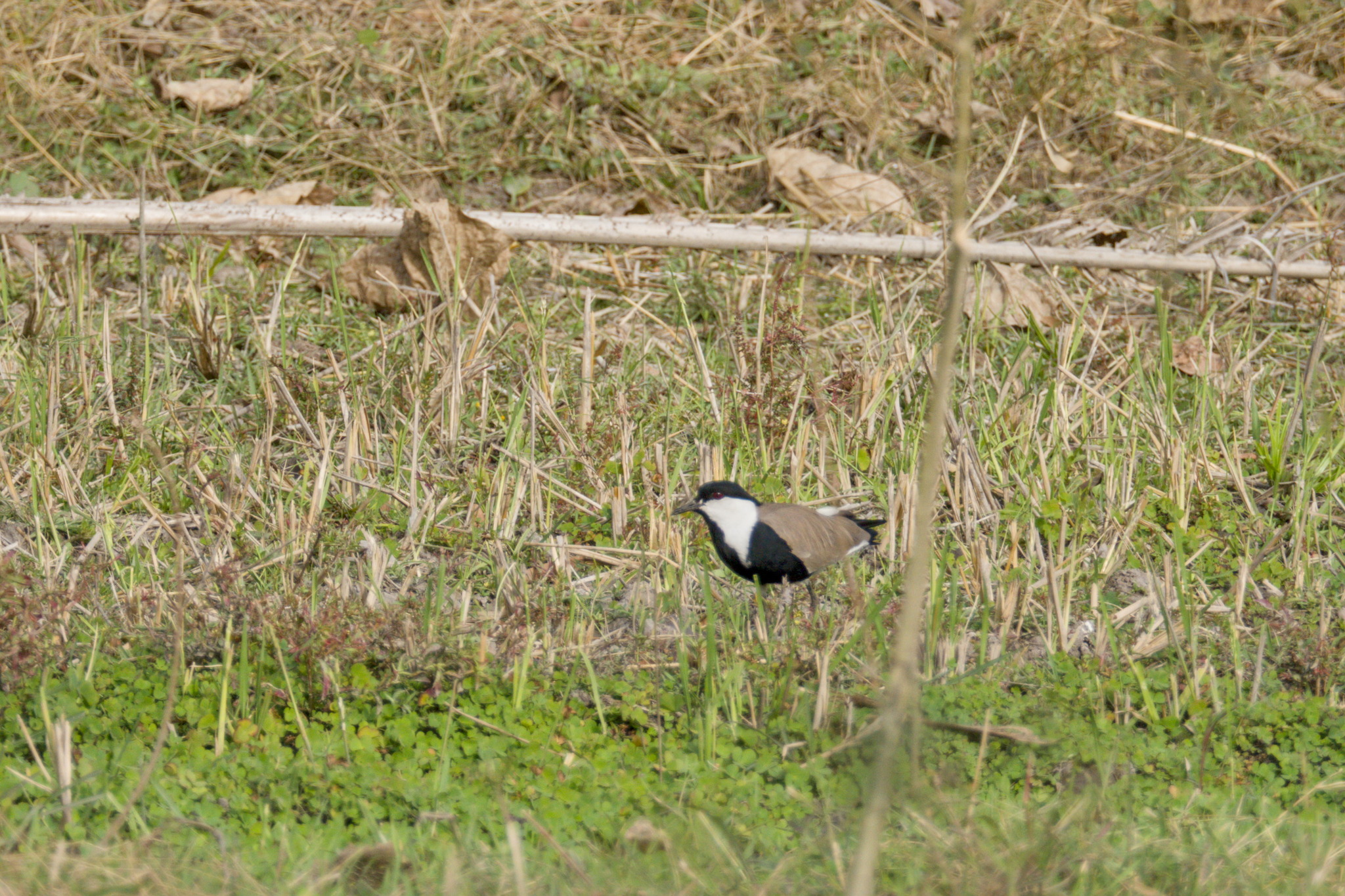 Spur-winged Lapwing (Vanellus spinosus), photo 10