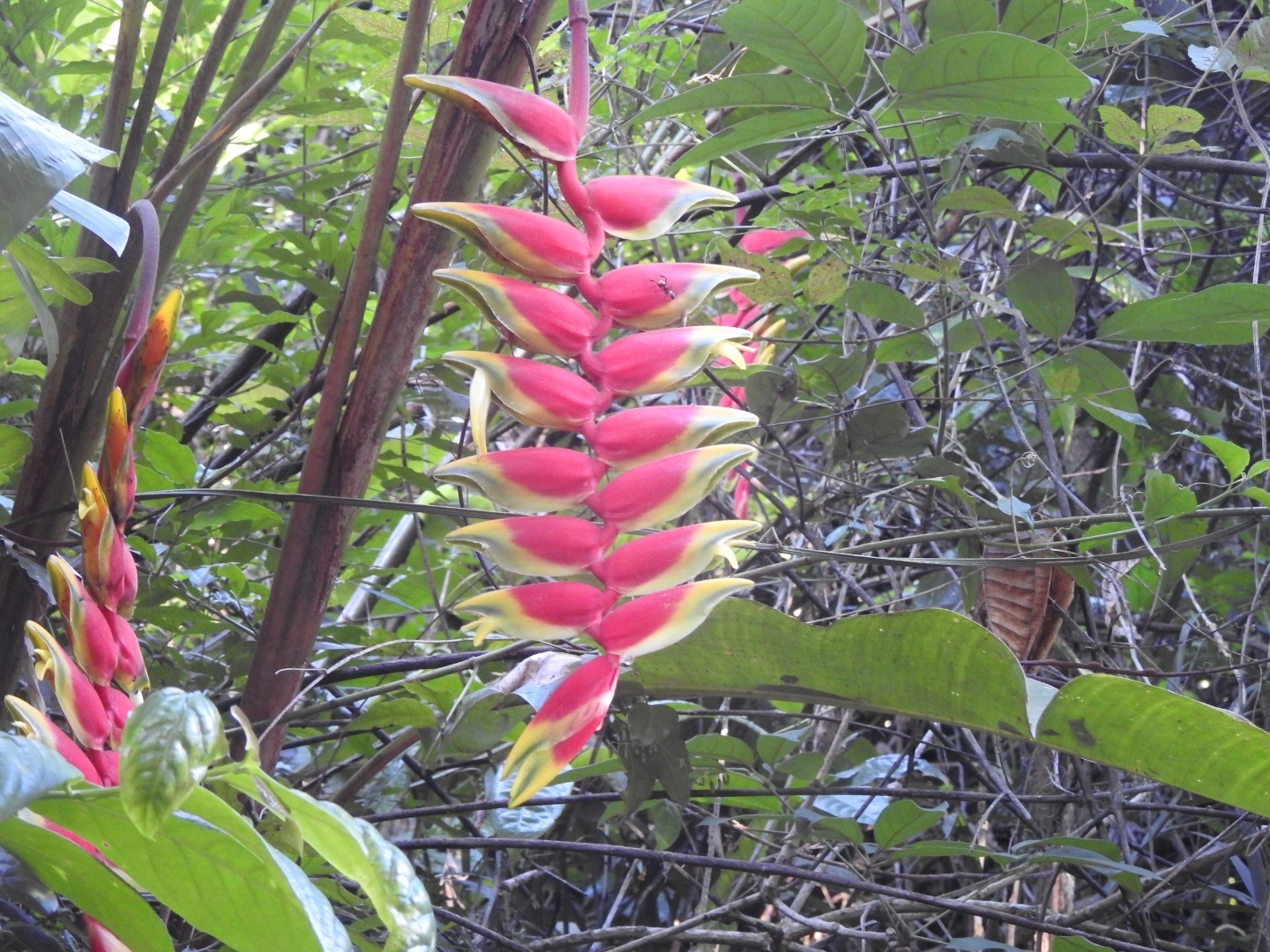 Heliconia rostrata