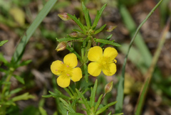 Scoparia montevidensis