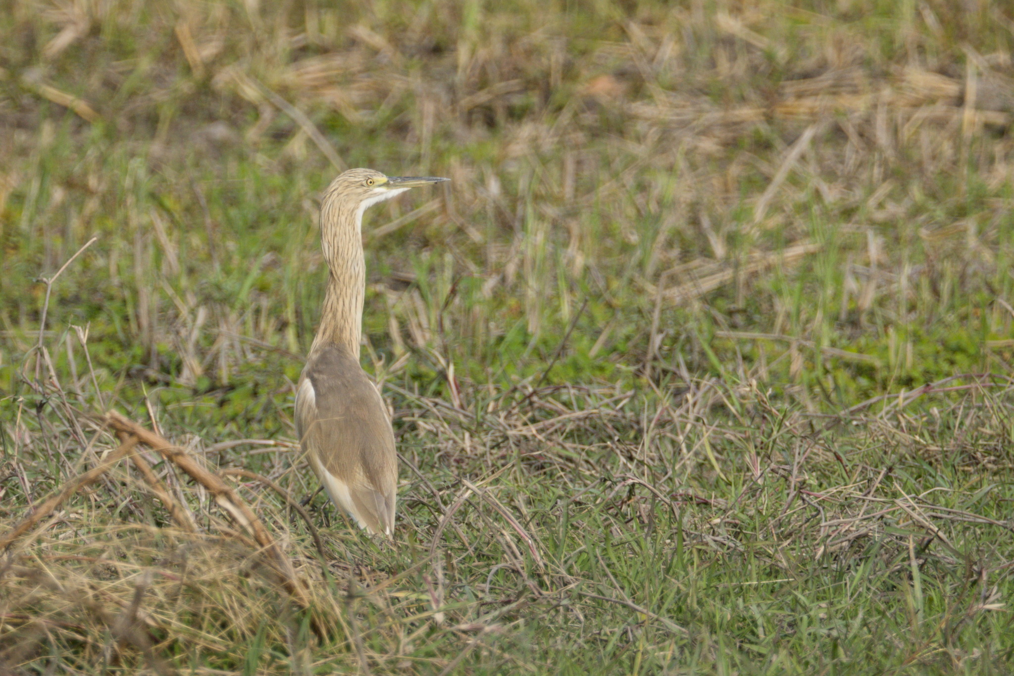 Squacco Heron (Ardeola ralloides), photo 2