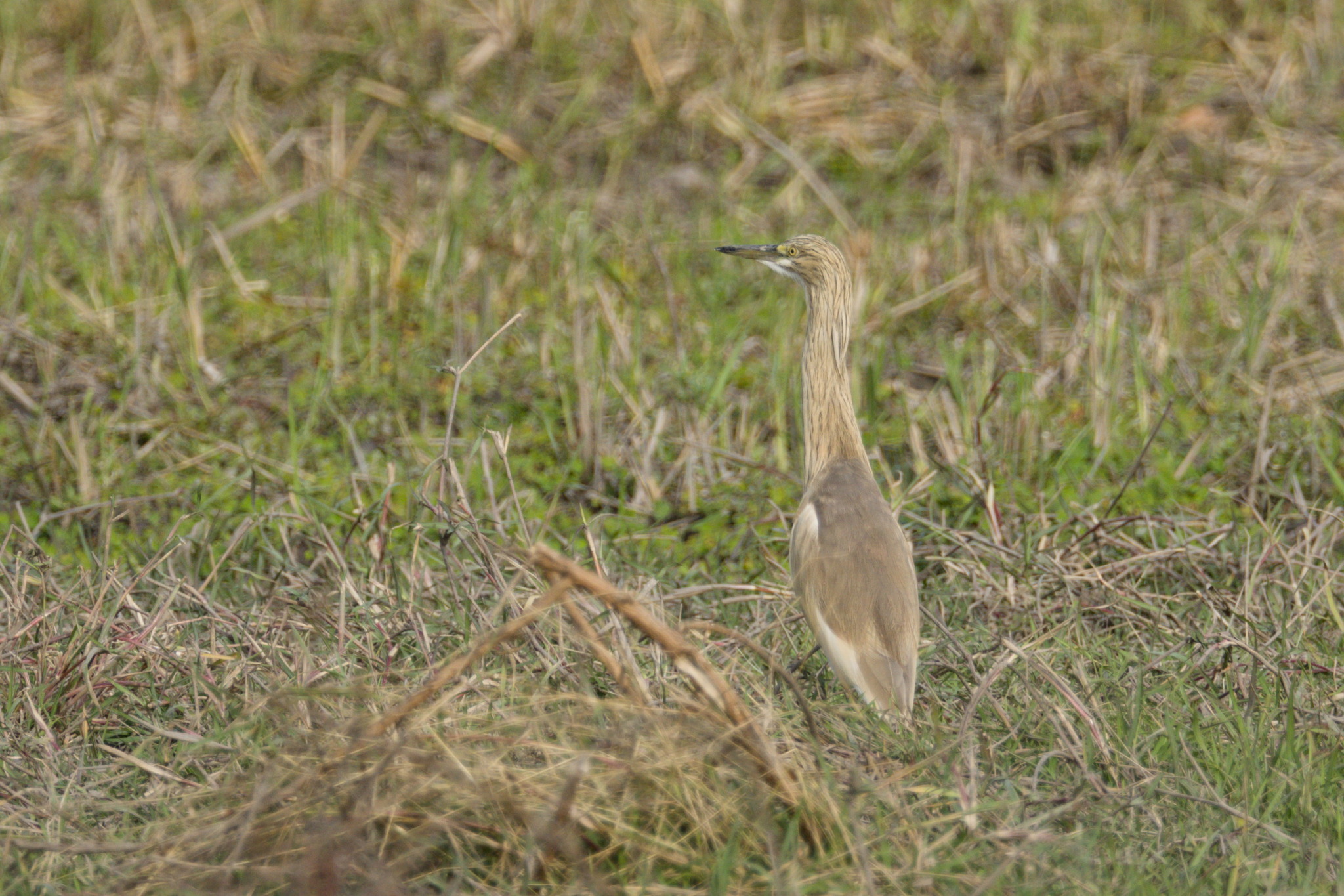 Squacco Heron (Ardeola ralloides), photo 3