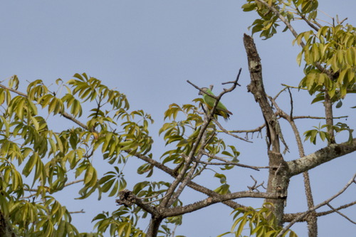 Senegal Parrot (Poicephalus senegalus), photo 2