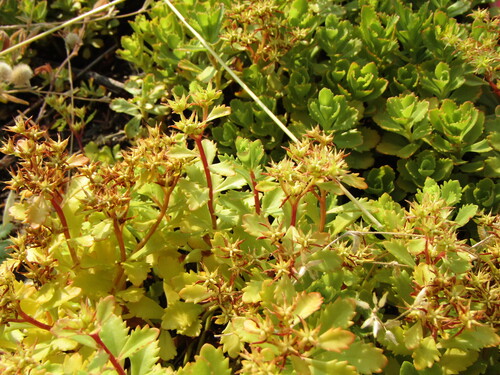 Sedum x 'Pillow Talk'