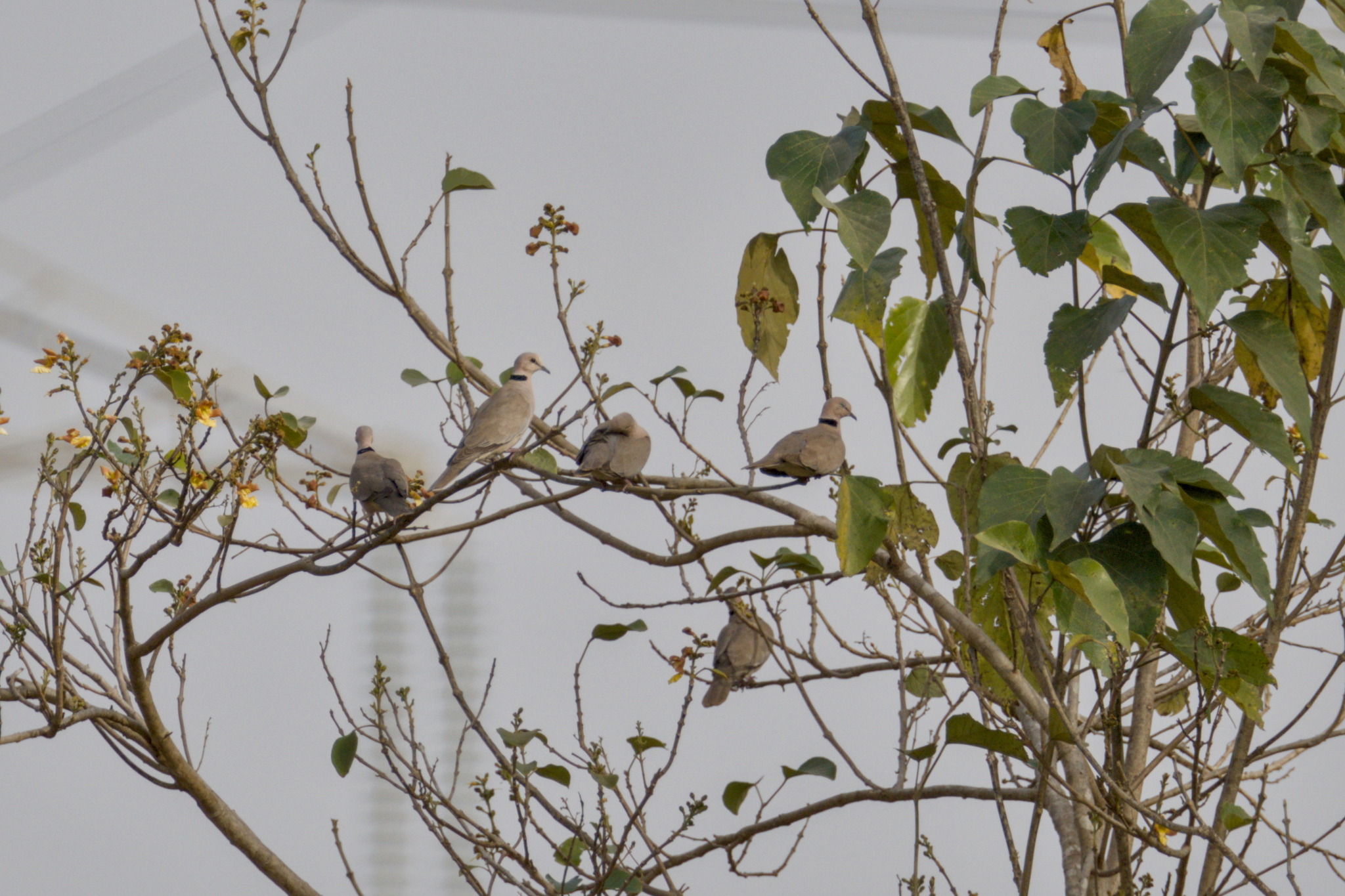 Vinaceous Dove (Streptopelia vinacea), photo 7