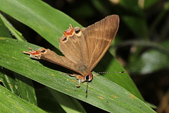 Saribia perroti