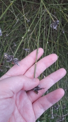Genista umbellata