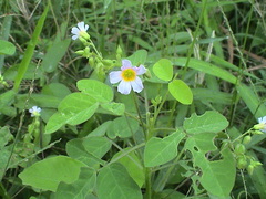 Oxalis barrelieri