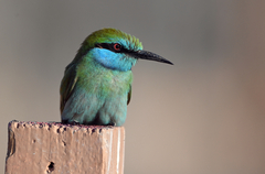 Arabian Green Bee-Eater photo 3