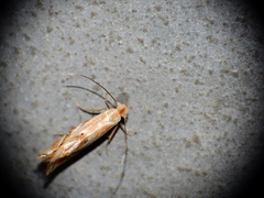 Bucculatrix maritima