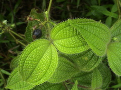 Miconia crenata