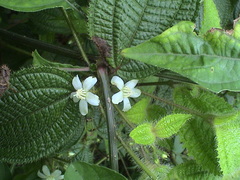 Miconia crenata