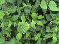 Miconia crenata