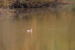 Marmaronetta angustirostris