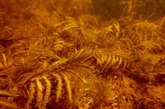 Potamogeton robbinsii